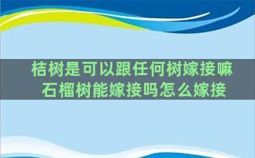 桔树是可以跟任何树嫁接嘛 石榴树能嫁接吗怎么嫁接